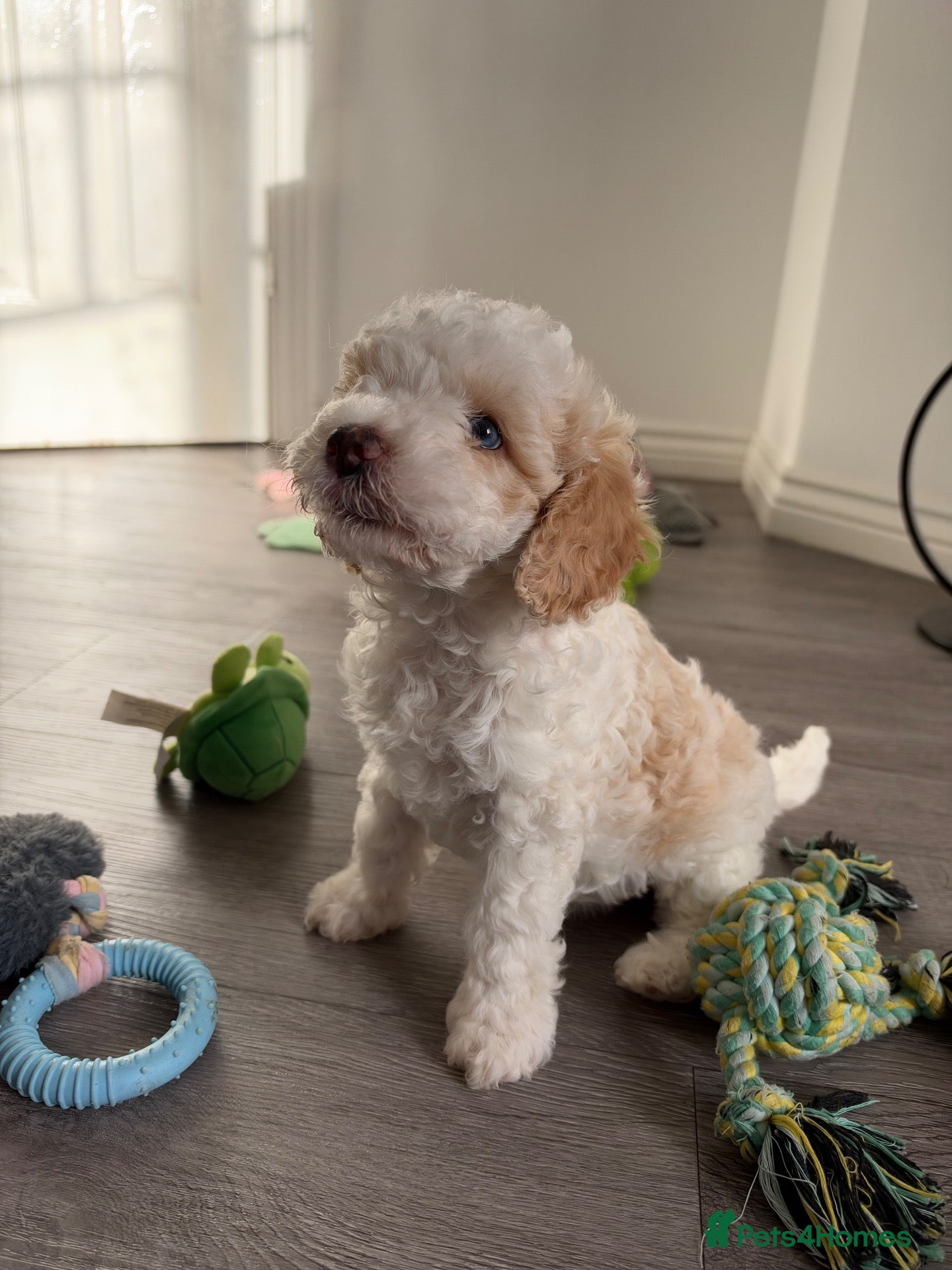 Cavapoo dogs Stunning cavapoo puppies  - Advert 2
