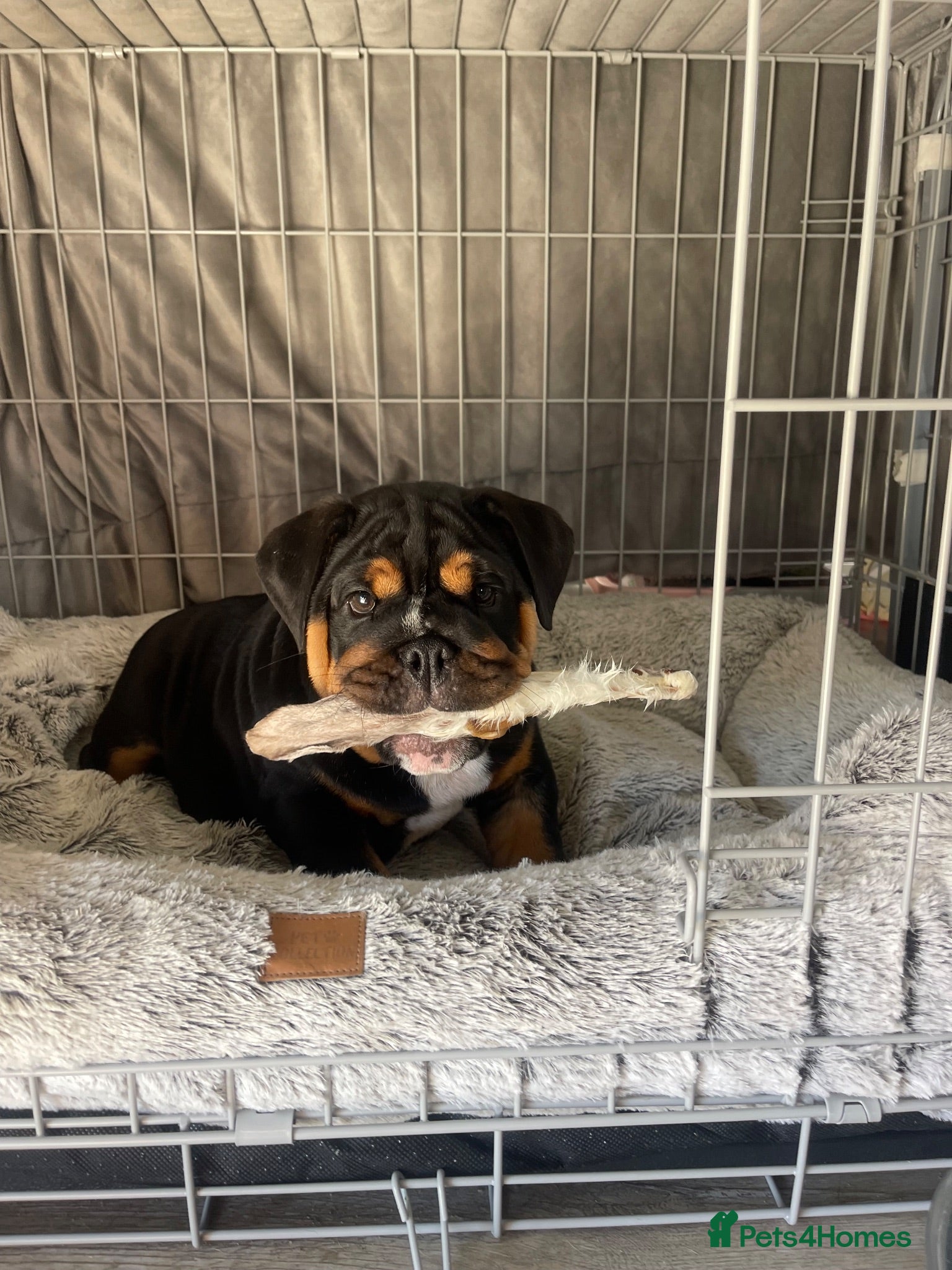 English Bulldog dogs 1st class adorable kc reg bulldog puppies  - Advert 2
