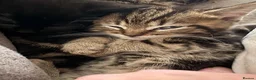 British Shorthair cats for sale: Kitten for sale - Advert 4