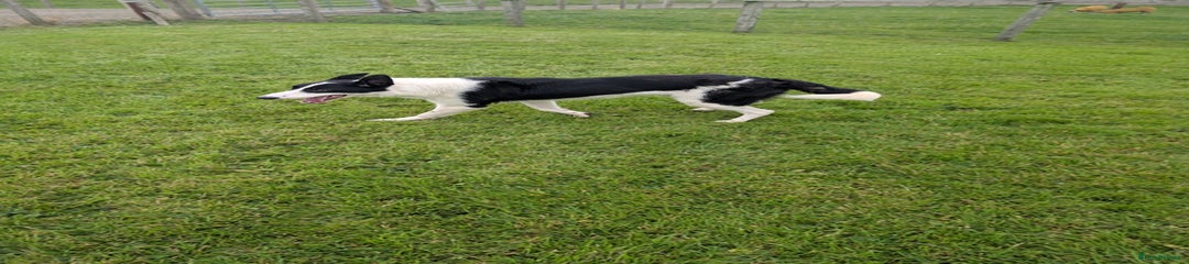 Border Collie Puppy 1