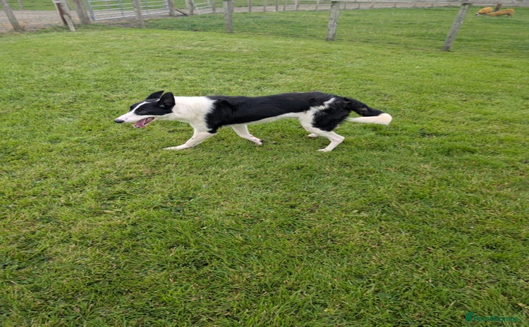 Border Collie dogs - Advert 1