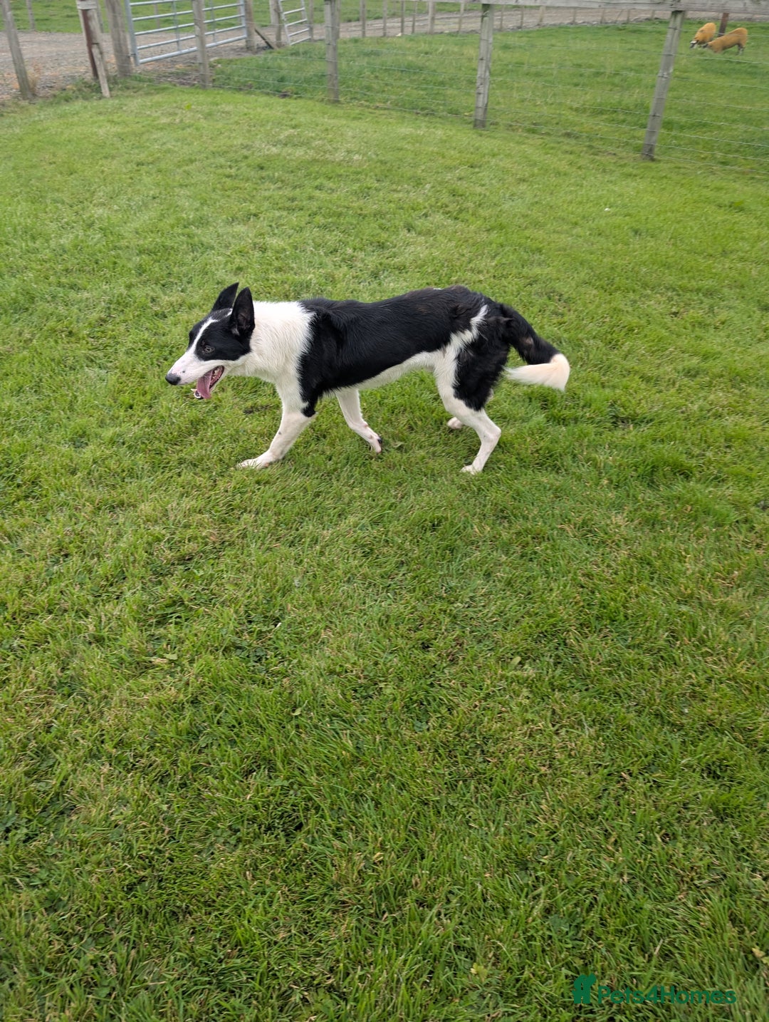 Border Collie dogs for sale: Border collie for sale  - Image 1