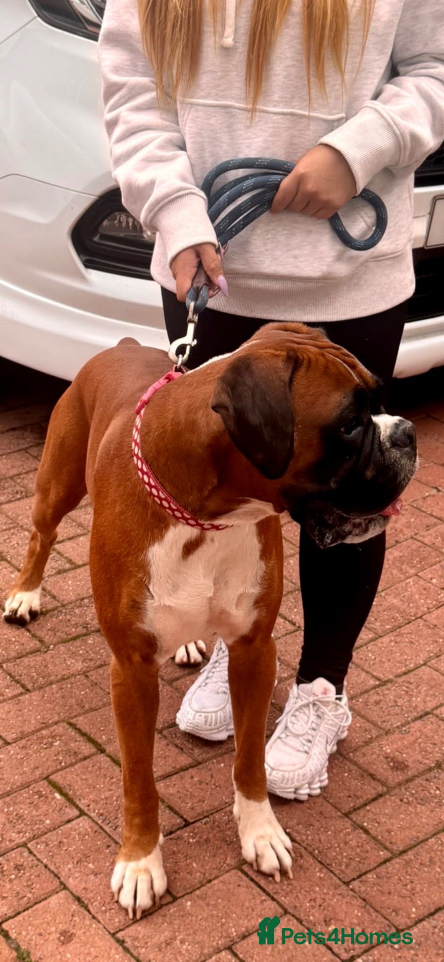 Boxer dogs HUGE MUSCULAR PROVEN BOXER - Advert 1