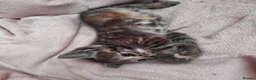 Domestic Shorthair cats for sale: Cute 9 week old kitten  - Advert 12