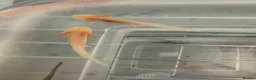 Axolotl reptiles for sale: Axolotls  in Bathgate - Advert 3