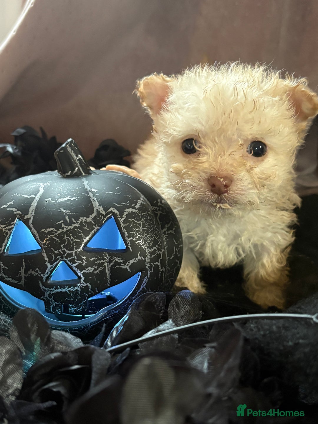 Poochon dogs for sale: READY FOR HER NEW PAW PACK  - Advert 15