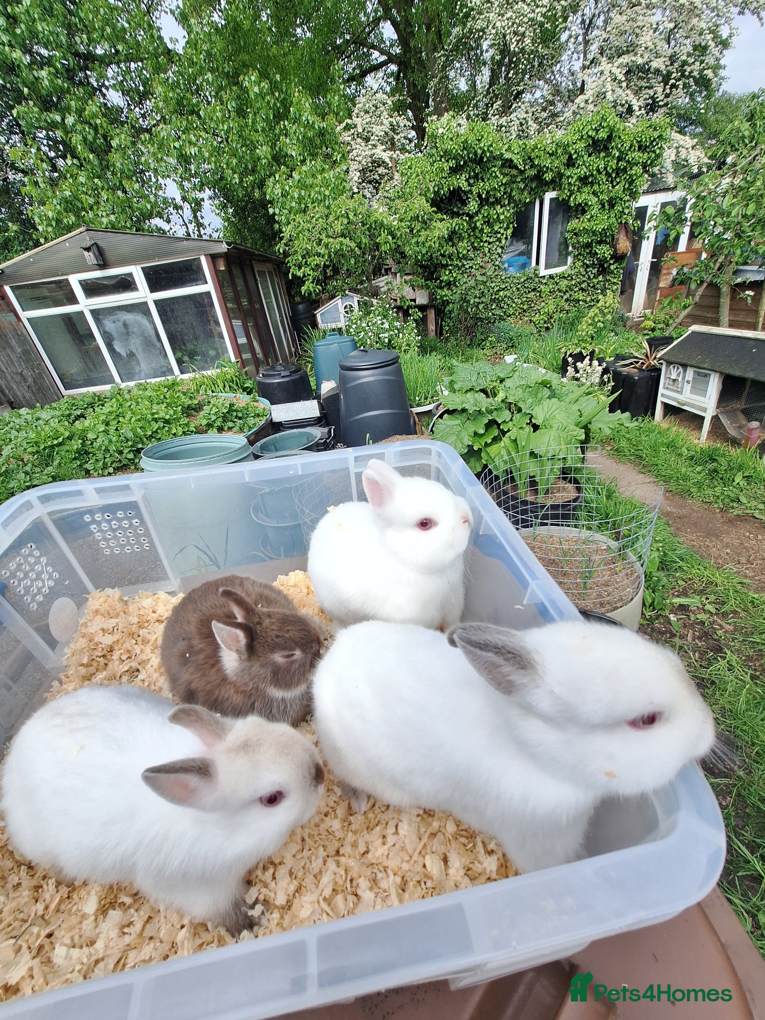 Netherland Dwarf rabbits 4 baby Netherland dwarf rabbits for sale £60 each  - Advert 4
