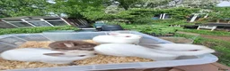 Netherland Dwarf rabbits for sale: 4 baby Netherland dwarf rabbits for sale £60 each  in Manchester - Advert 1