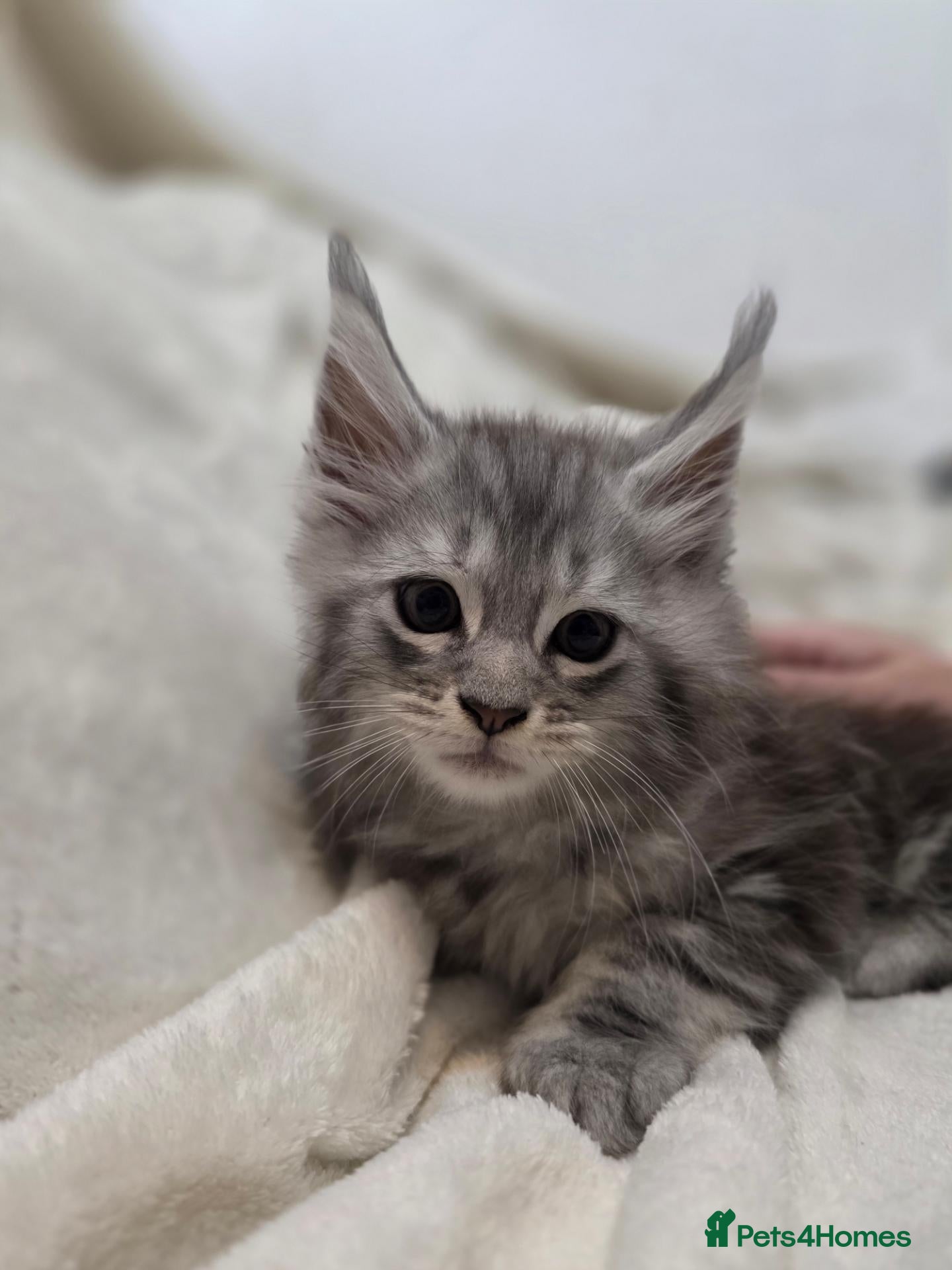 Maine Coon cats 🐾 Beautiful Maine Coon Kittens 🐾 - Advert 2