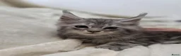 Maine Coon cats for sale: 🐾 Beautiful Maine Coon Kittens 🐾 - Advert 15
