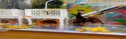 Plecos fish for sale: Bristlenose Pleco Golden&Snowflake – Various Sizes - Advert 19