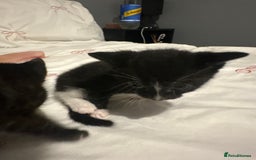 Mixed Breed cats for sale: Kitten looking for his forever home  - Image 1