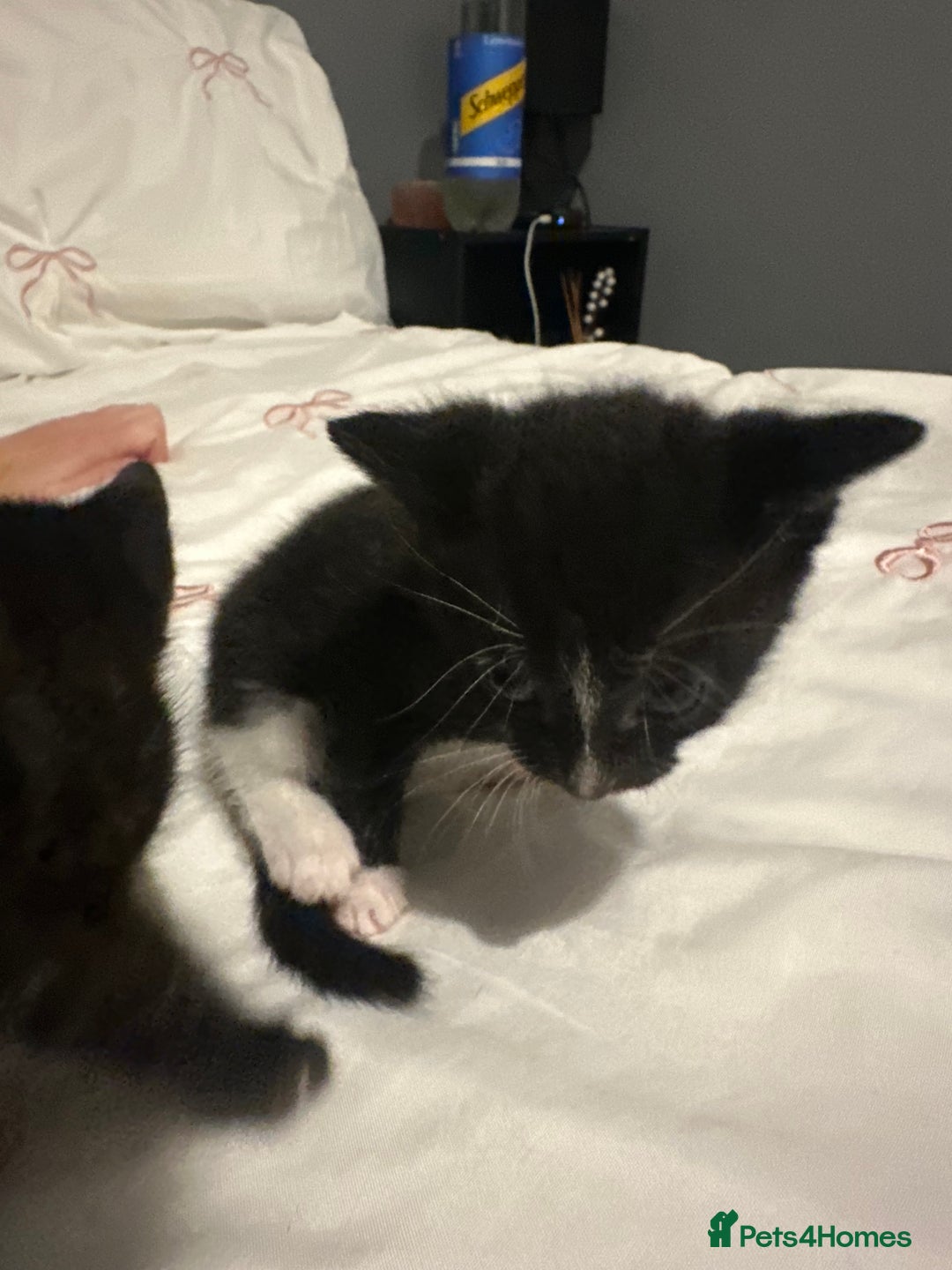 Mixed Breed cats for sale: Kitten looking for his forever home  - Image 1