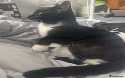 Domestic Shorthair cats for sale: 1 year old male cat FREE - Image 1