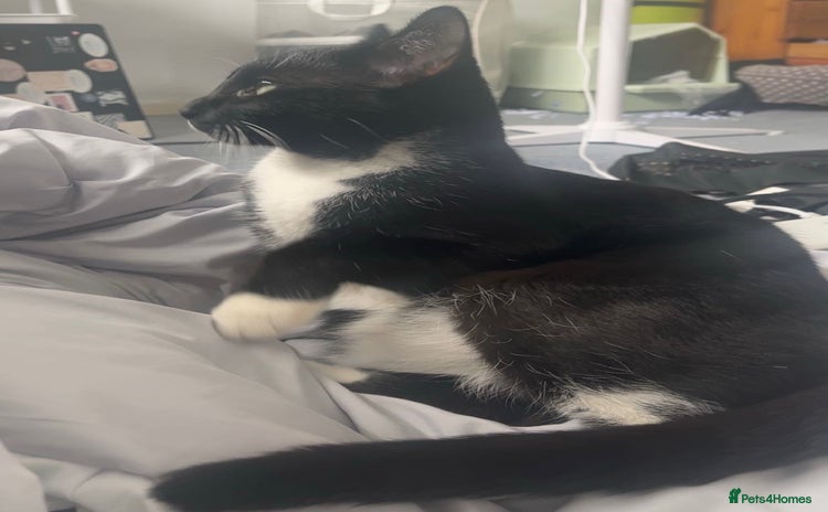 Domestic Shorthair cats - Advert 1