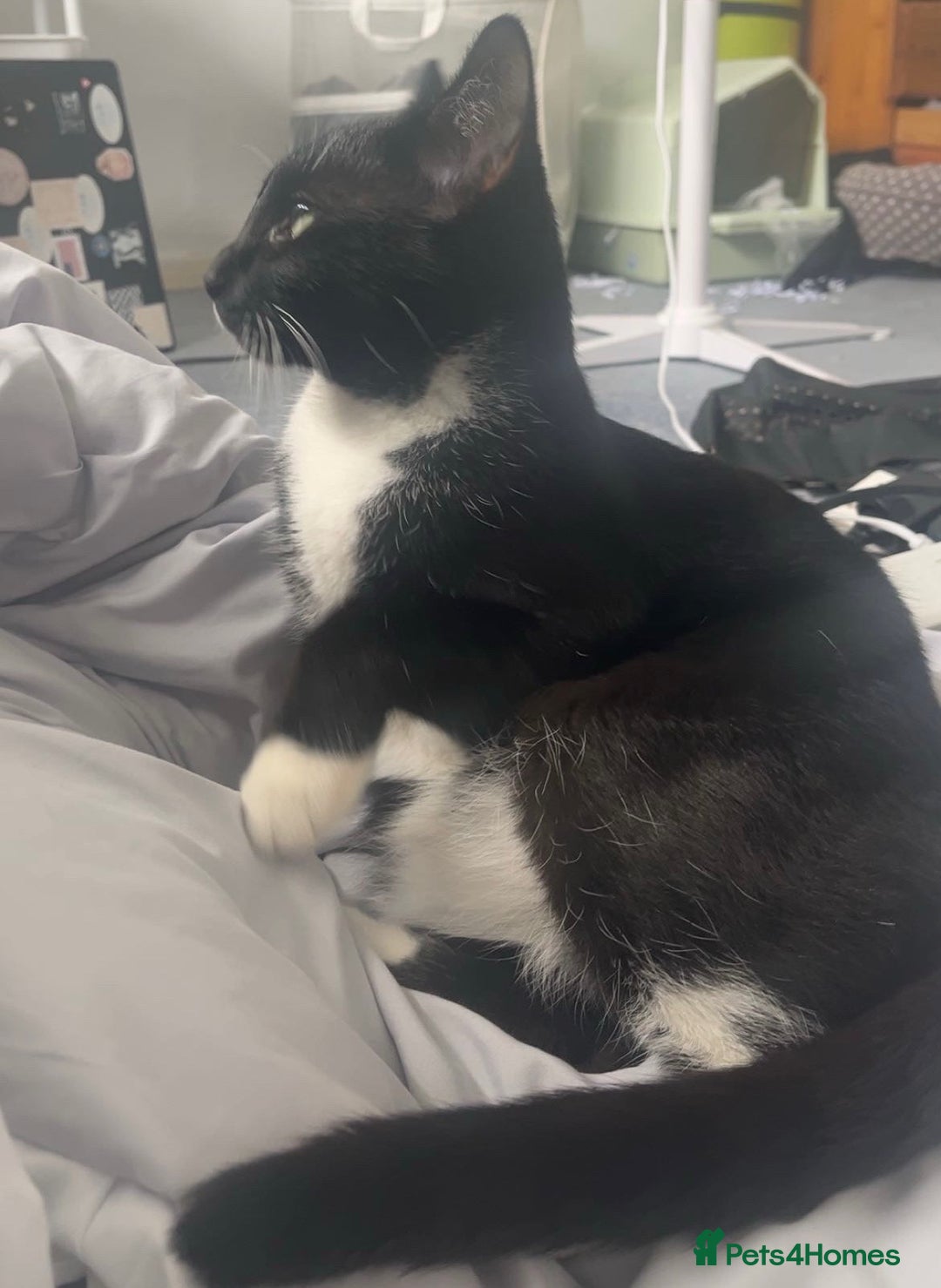 Domestic Shorthair cats for sale: 1 year old male cat FREE - Image 1