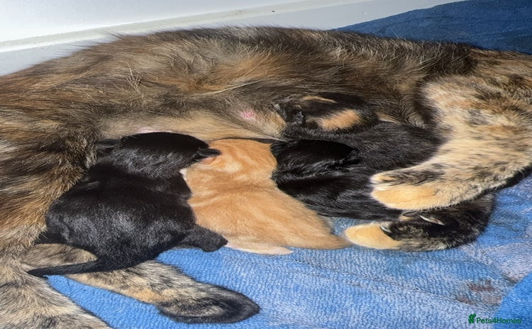 Mixed Breed cats - Advert 16