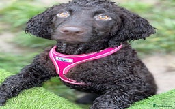 Irish Water Spaniel dogs for sale: Irish water spaniel pup - Image 6
