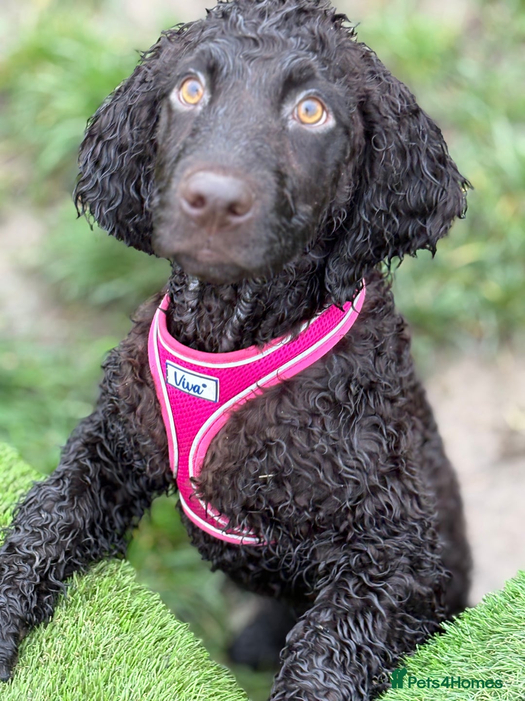 Irish Water Spaniel dogs for sale: Irish water spaniel pup - Image 6
