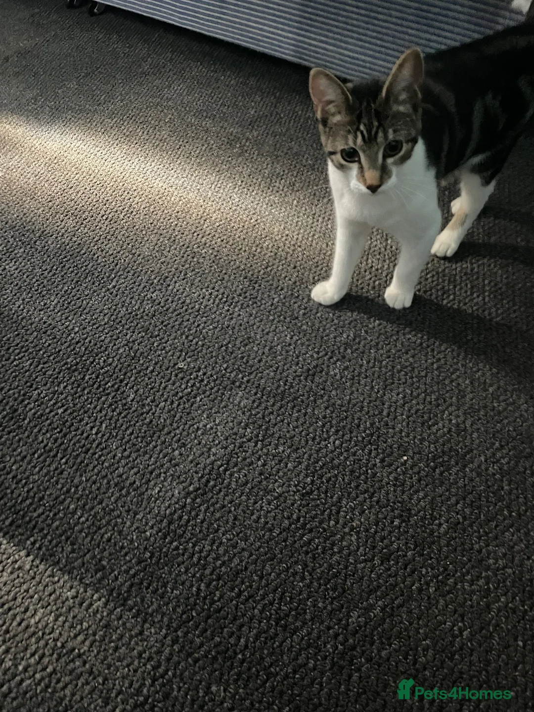 Mixed Breed cats for sale: Mixed breed  - Advert 1