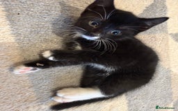 Mixed Breed cats for sale: 2 male kittens ready 25/11/25 - Image 3