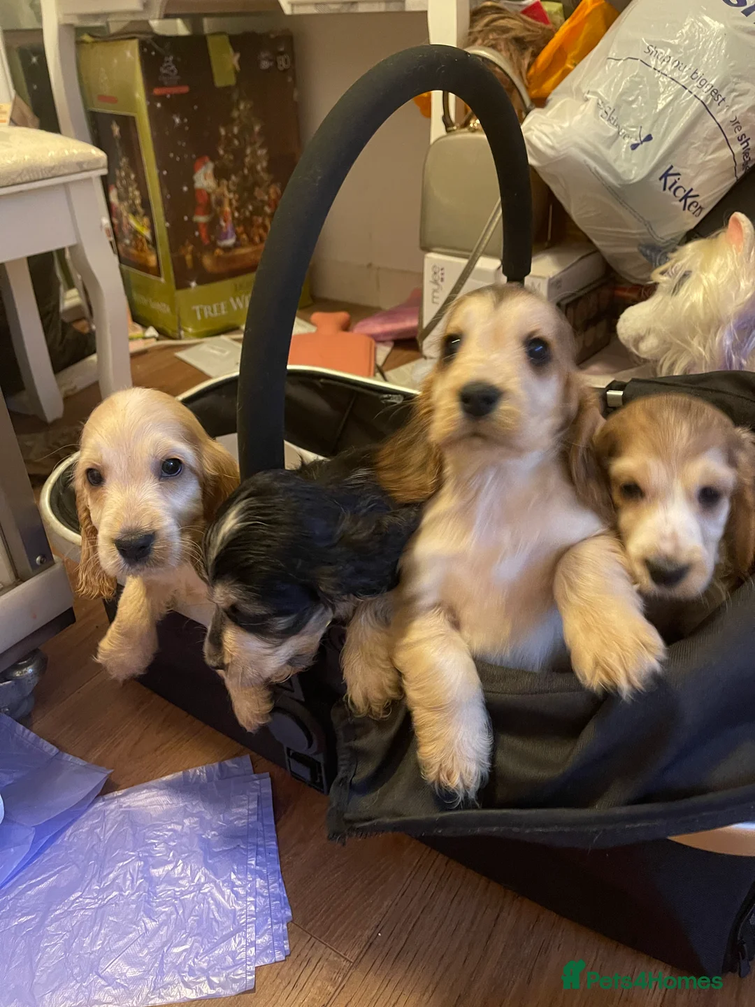 Cocker Spaniel dogs for sale: Quality litter of Show Type Cocker Spainels  - Advert 2