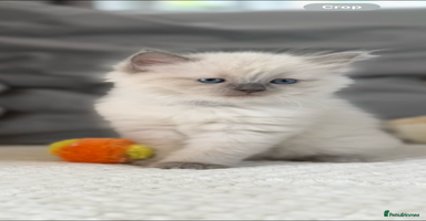 Ragdoll cats - Advert 13