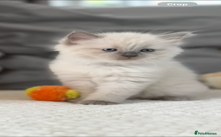 Ragdoll cats - Advert 3