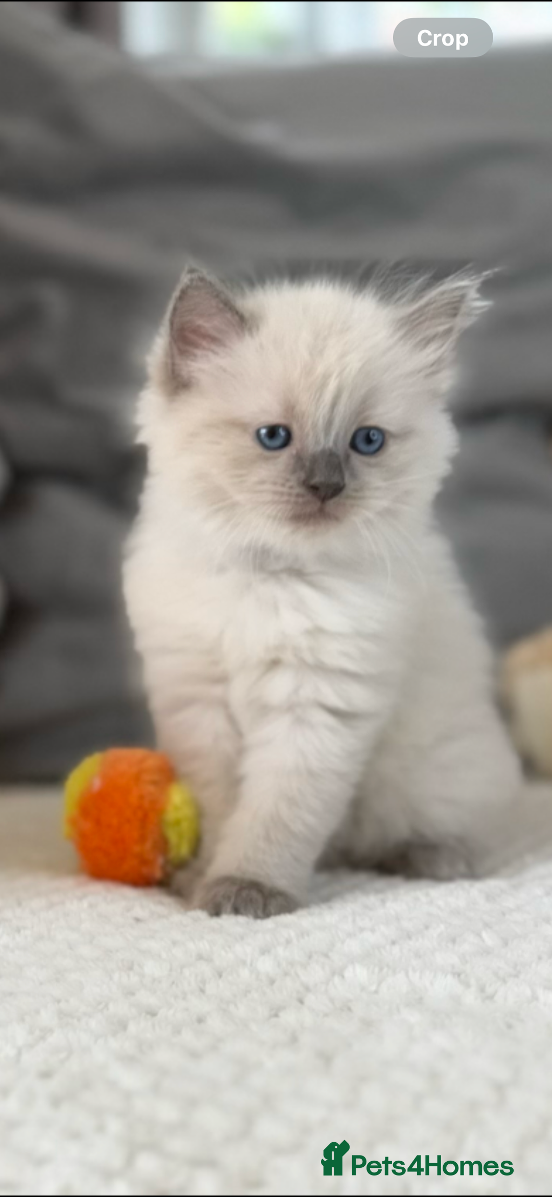 Ragdoll cats for sale: Stunning Bluepoint Ragdoll Kittens for sale - Image 8