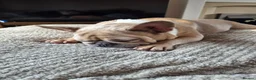 French Bulldog dogs for sale: French bulldog age 2 - Advert 3