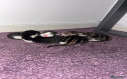 Mixed Breed cats for sale: Tabby kittens  - Image 6