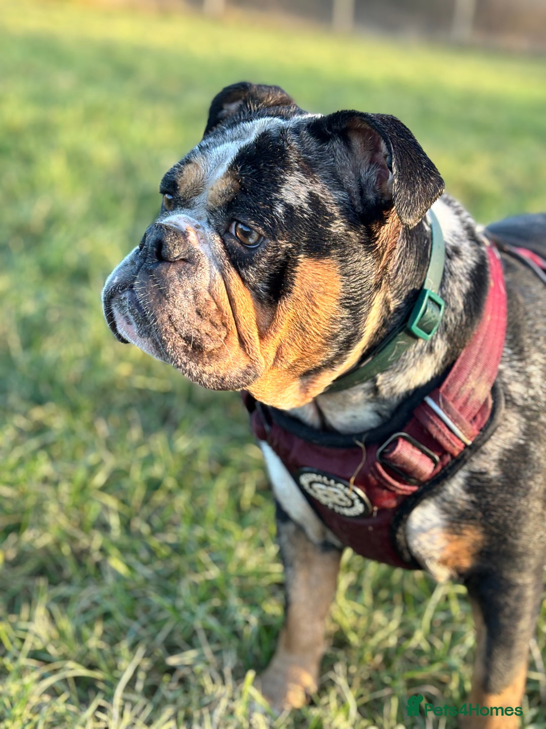 Mixed Breed dogs for sale: Old Tyme English Bulldog  - Advert 3