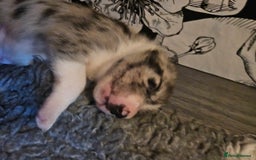 Border Collie dogs for sale: Unique blue merle border collie puppies - Image 22
