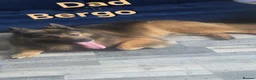 German Shepherd dogs for sale: Pupy German Sharped 🏡🏡 - Advert 2