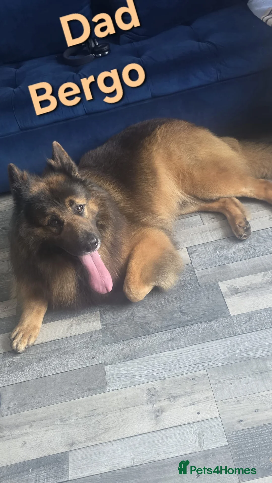 German Shepherd dogs for sale: Pupy German Sharped 🏡🏡 - Advert 2