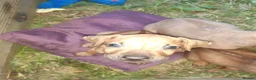 Rhodesian Ridgeback dogs for sale: 🦁RHODESIAN RIDGEBACKS PUPPIES🦁  - Advert 5