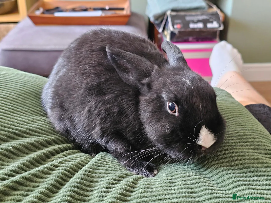 Netherland Dwarf rabbits for sale: *AVAILABLE* Purebred Netherland Dwarf Doe - Advert 2