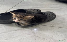 British Shorthair cats for sale: Stripped British shorthair kittens - Image 13