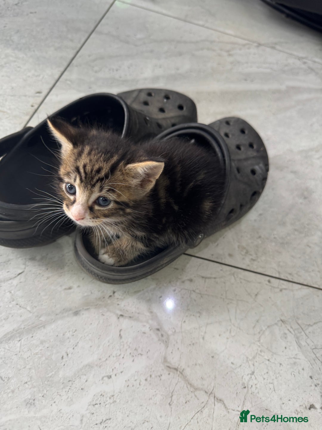British Shorthair cats for sale: Stripped British shorthair kittens - Image 13