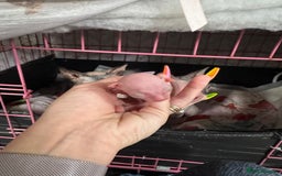 Sphynx cats for sale: Sphynx baby boy available  - Image 6