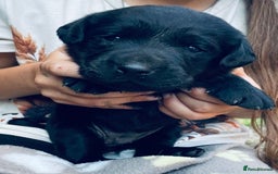 Labrador Retriever dogs for sale: Labrador puppies  - Image 12