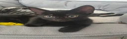 Mixed Breed cats for sale: 3 beautiful 1/4 siamese kittens ready now x - Advert 3