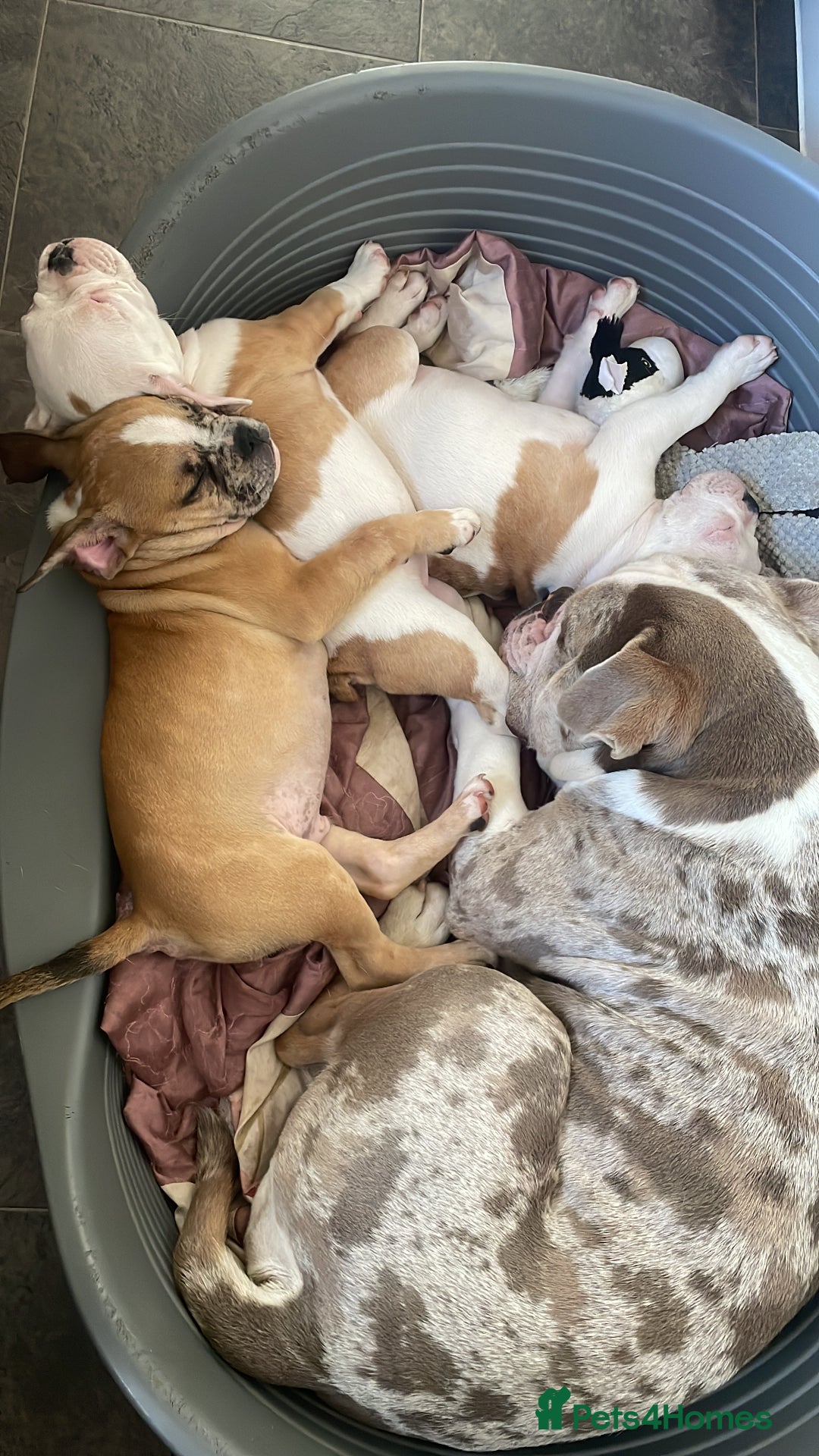 Mixed Breed dogs for sale: Mini bull dog pups  - Image 3