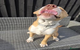 Mixed Breed dogs for sale: Beau  - Image 4