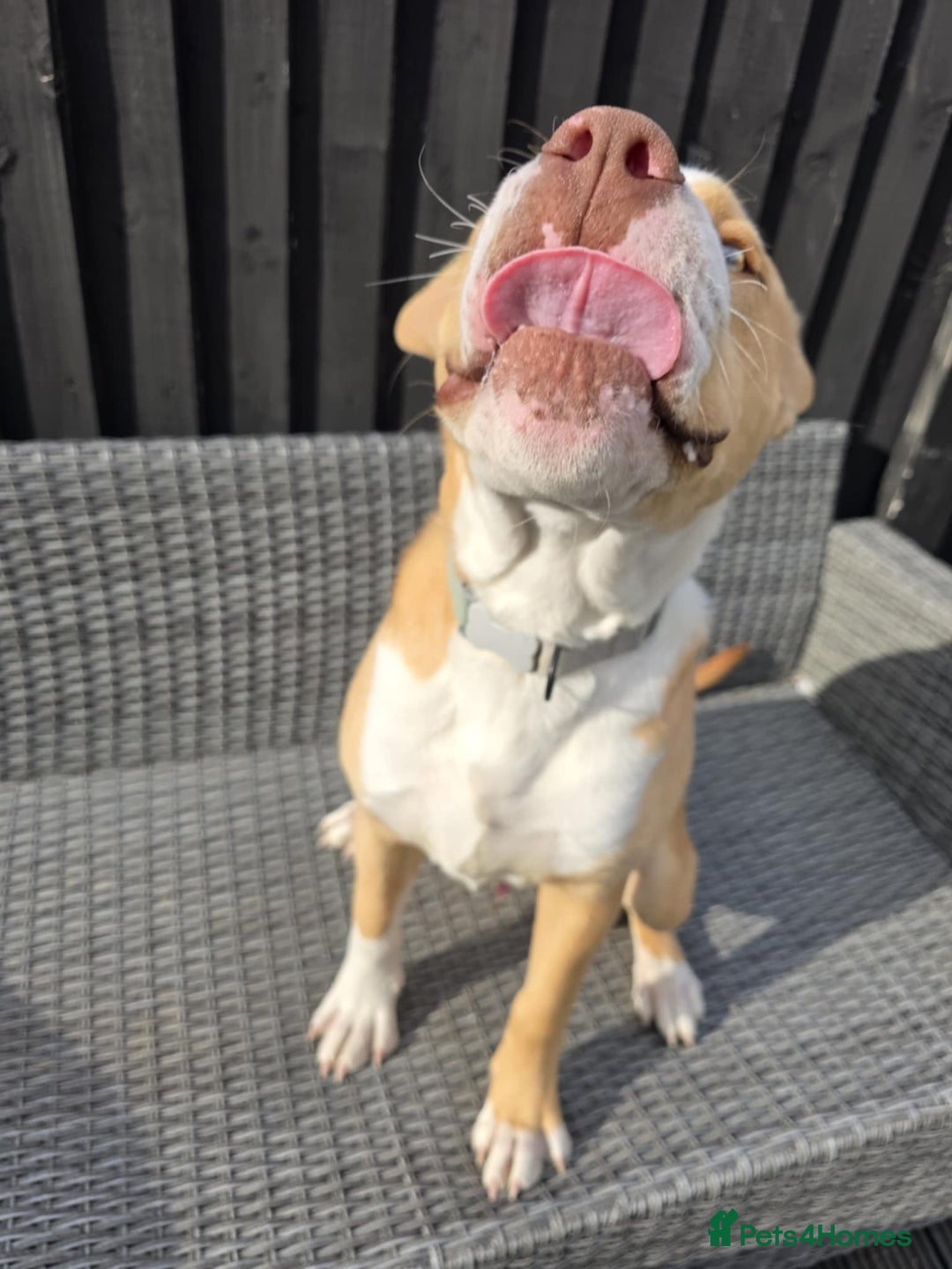 Mixed Breed dogs for sale: Beau  - Image 4