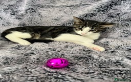 Mixed Breed cats for sale: Kittens  - Image 6