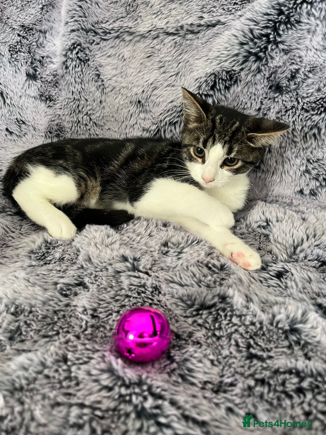 Mixed Breed cats for sale: Kittens  - Image 6