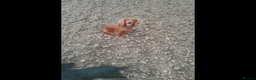 Cocker Spaniel dogs for sale: Hereditary clear working cocker spaniel - Advert 18