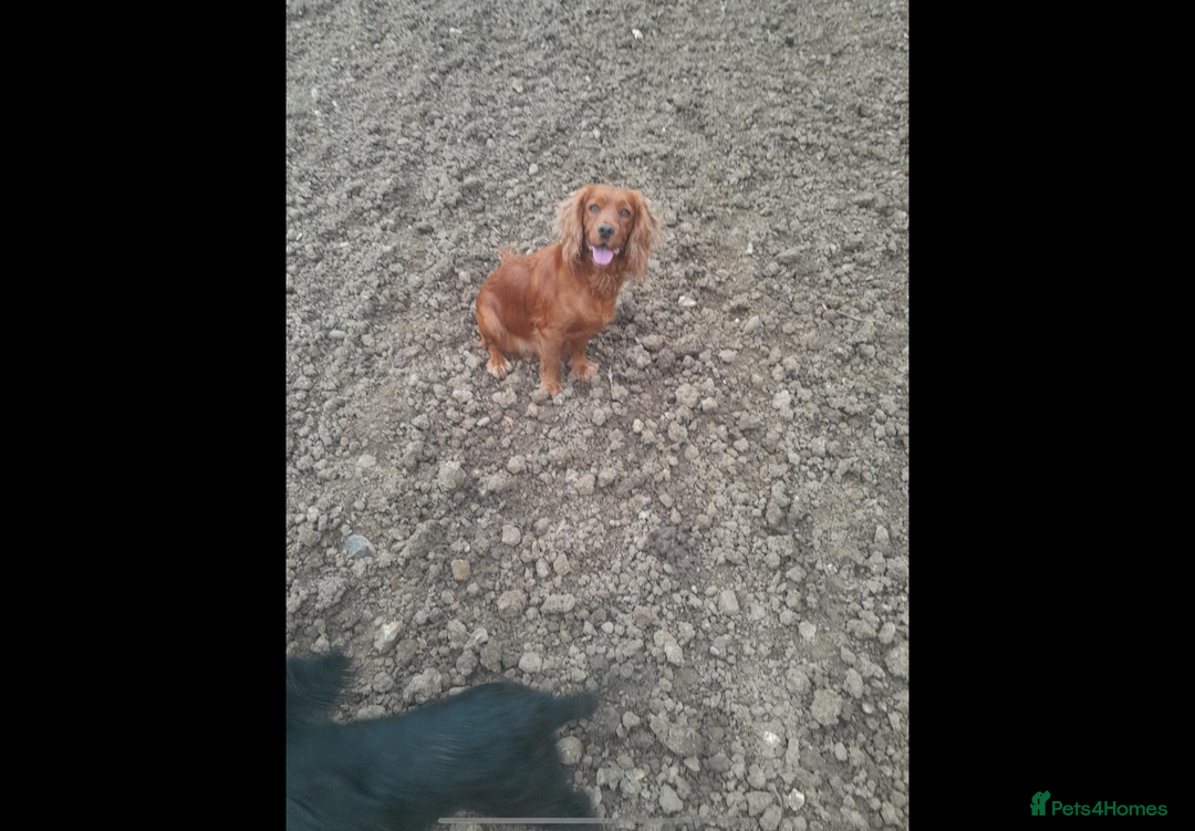 Cocker Spaniel dogs for sale: Hereditary clear working cocker spaniel - Advert 18