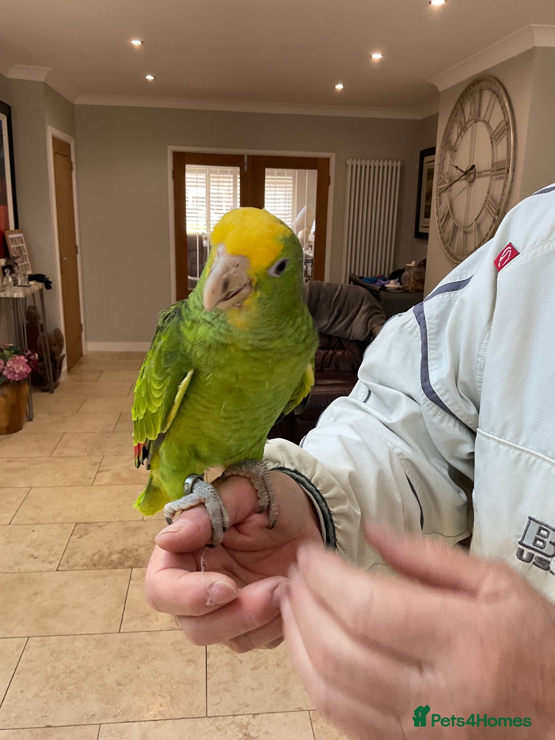 Parrots birds for sale: BABY HANDREARED DOUBLE YELLOW HEADED AMAZONS - Image 2